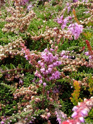 Calluna vulgaris 