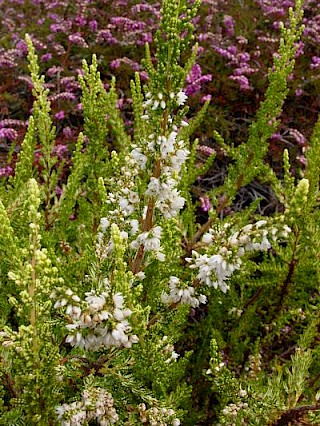 Calluna vulgaris 