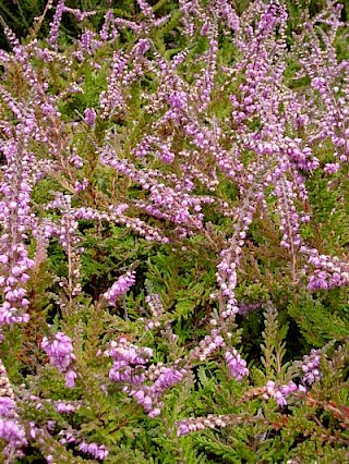 Calluna vulgaris 