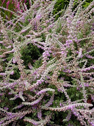 Calluna vulgaris 