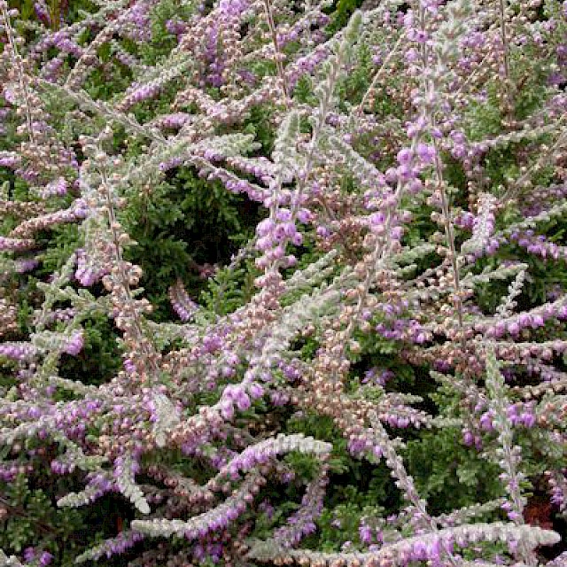 Calluna vulgaris 