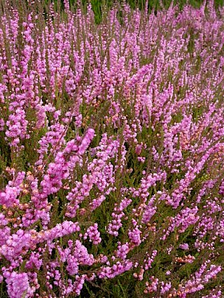 Calluna vulgaris 