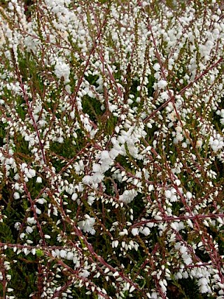 Calluna vulgaris 