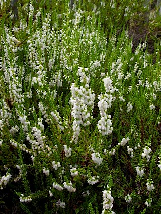 Calluna vulgaris 