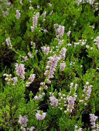 Calluna vulgaris 