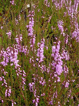 Calluna vulgaris 