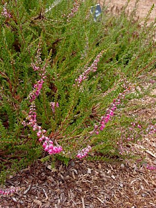 Calluna vulgaris 