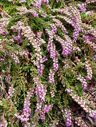 Calluna vulgaris 