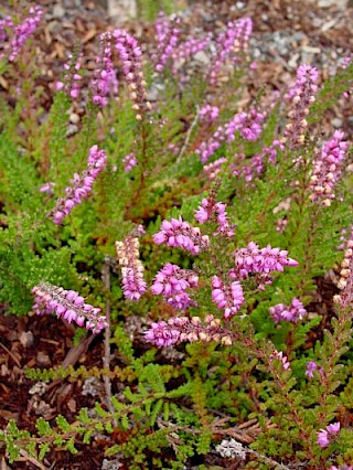 Calluna vulgaris 