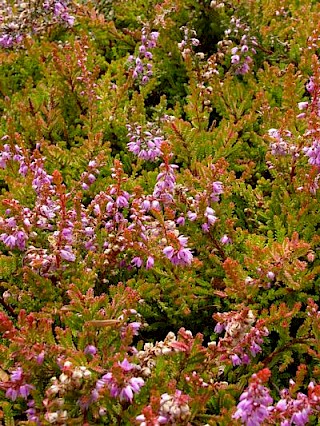 Calluna vulgaris 