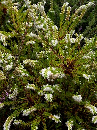 Calluna vulgaris 