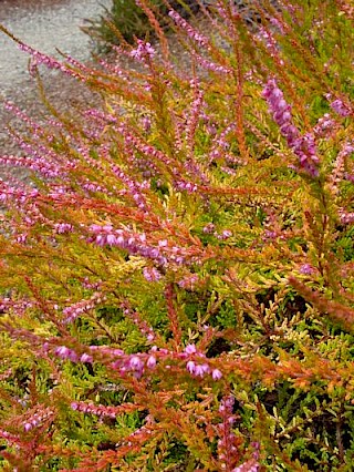 Calluna vulgaris 