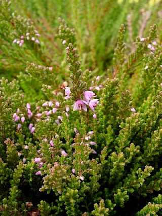 Calluna vulgaris 