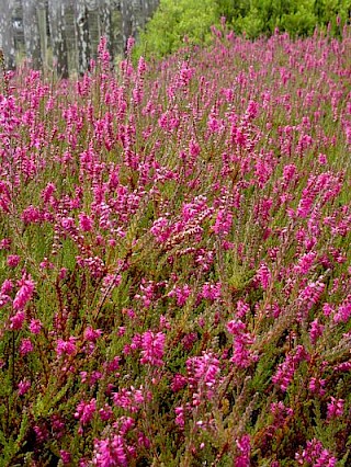 Calluna vulgaris 