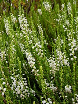 Calluna vulgaris 