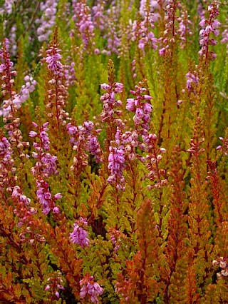 Calluna vulgaris 