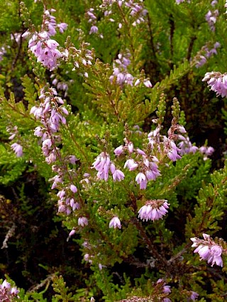 Calluna vulgaris 