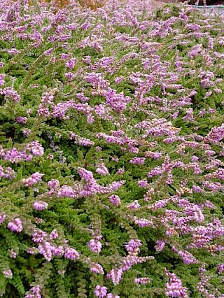 Calluna vulgaris 