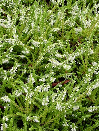 Calluna vulgaris 