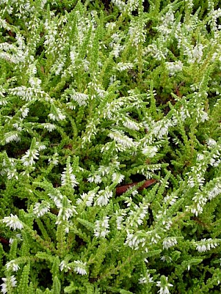 Calluna vulgaris 