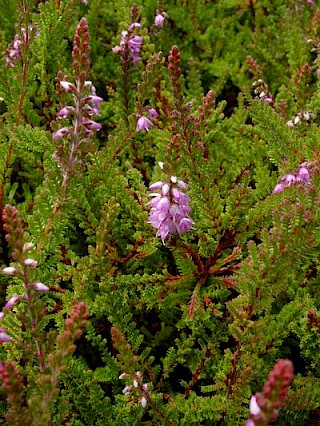 Calluna vulgaris 