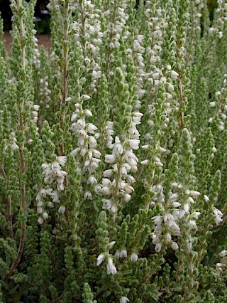 Calluna vulgaris 