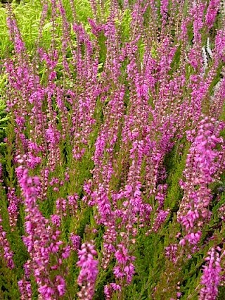 Calluna vulgaris 