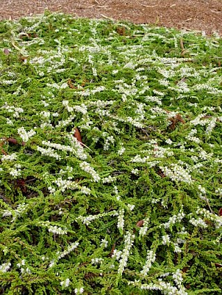 Calluna vulgaris 