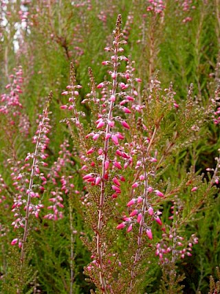Calluna vulgaris 