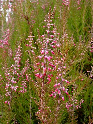 Calluna vulgaris 