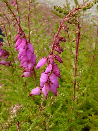 Erica ciliaris 