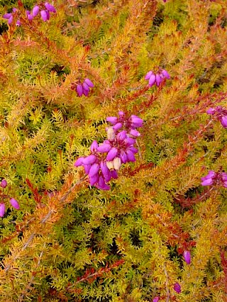 Erica cinerea 