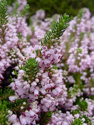 Erica vagans 