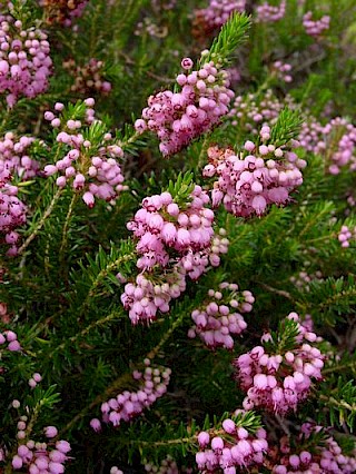 Erica vagans 