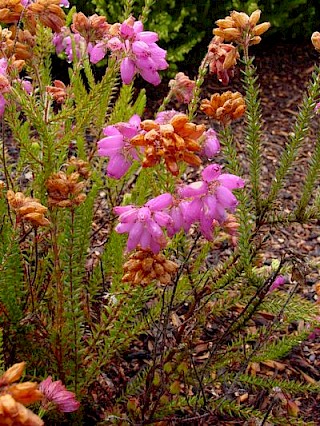 Erica x stuartii 