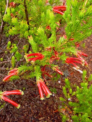 Erica speciosa gallery image