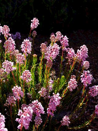 Erica spiculifolia gallery image