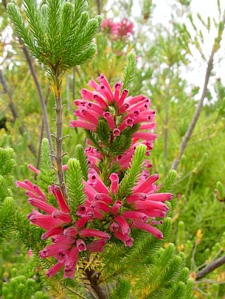 Erica verticillata gallery image