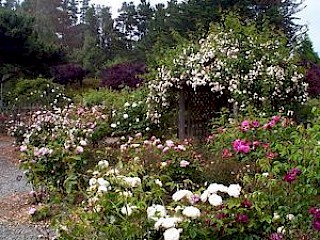 Heritage Rose Garden gallery image
