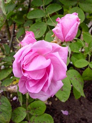 Rosa 