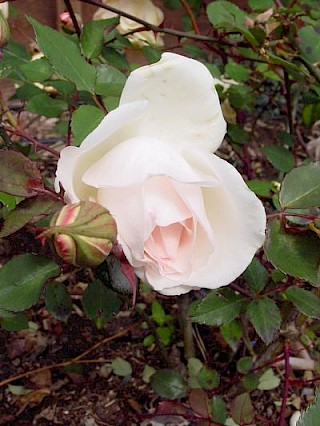 Rosa 