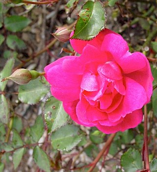 Rosa 