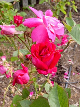 Rosa 