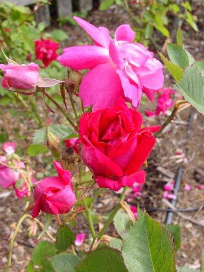 Heritage Rose Garden - Collections - MCBG Corp. 2023