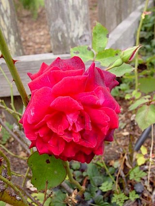 Rosa 