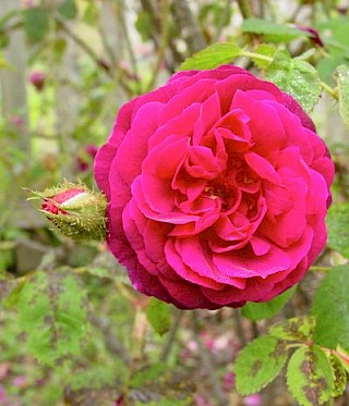 Rosa 