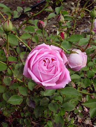 Rosa 