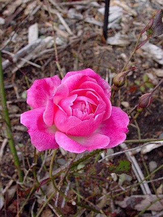 Rosa 