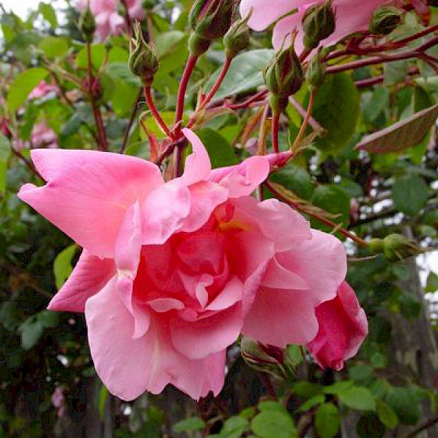 Rosa 