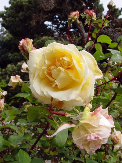 Heritage Rose Garden - Collections - MCBG Corp. 2023